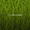 ingrédients thé matcha bio