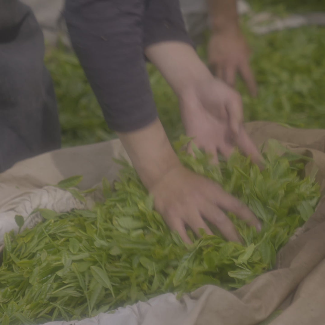 agriculteurs récolte thé matcha anatae